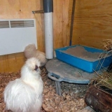 Kako zagrijati kokošinjac zimi - jeftino i bez struje